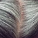 Graying Hairs